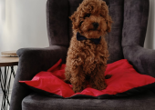 Toy  poodle 3 aylık